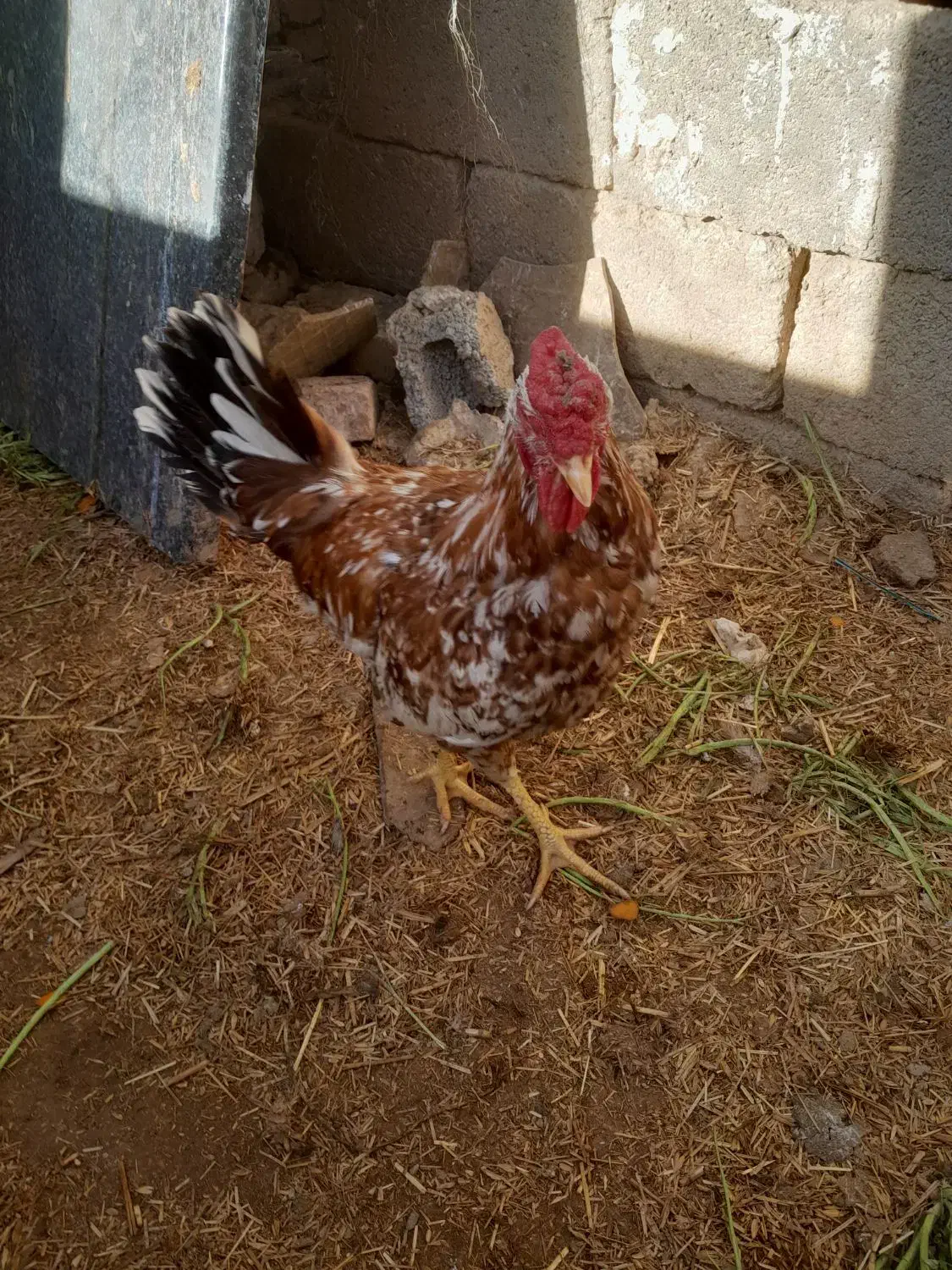 خروس گلین|حیوانات مزرعه|جوادآباد, |دیوار