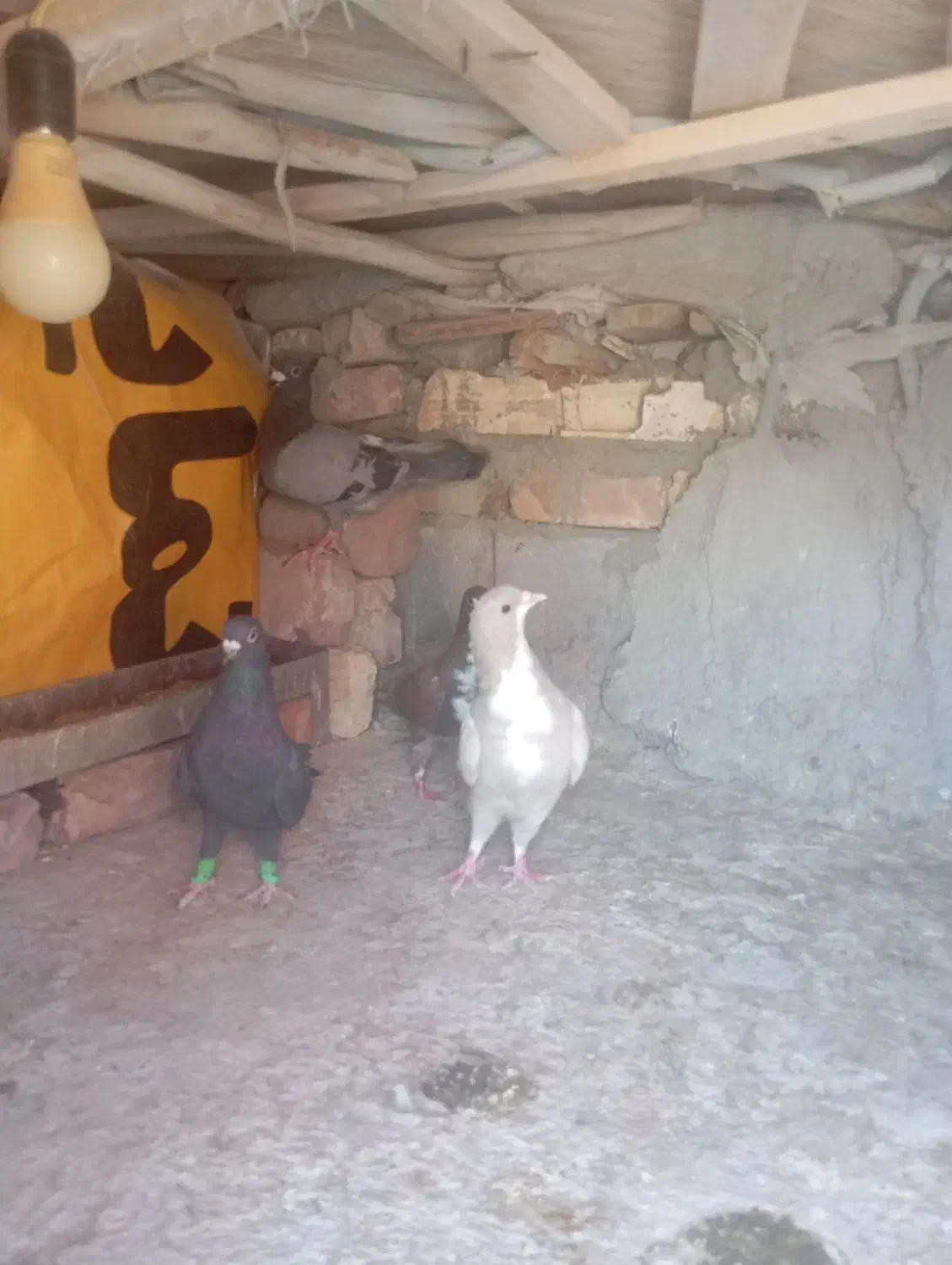 کبوتر|پرنده|پارود, |دیوار