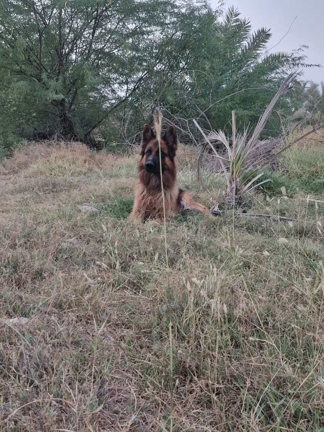 سگ ژرمن شپرد|سگ|شمیل, |دیوار