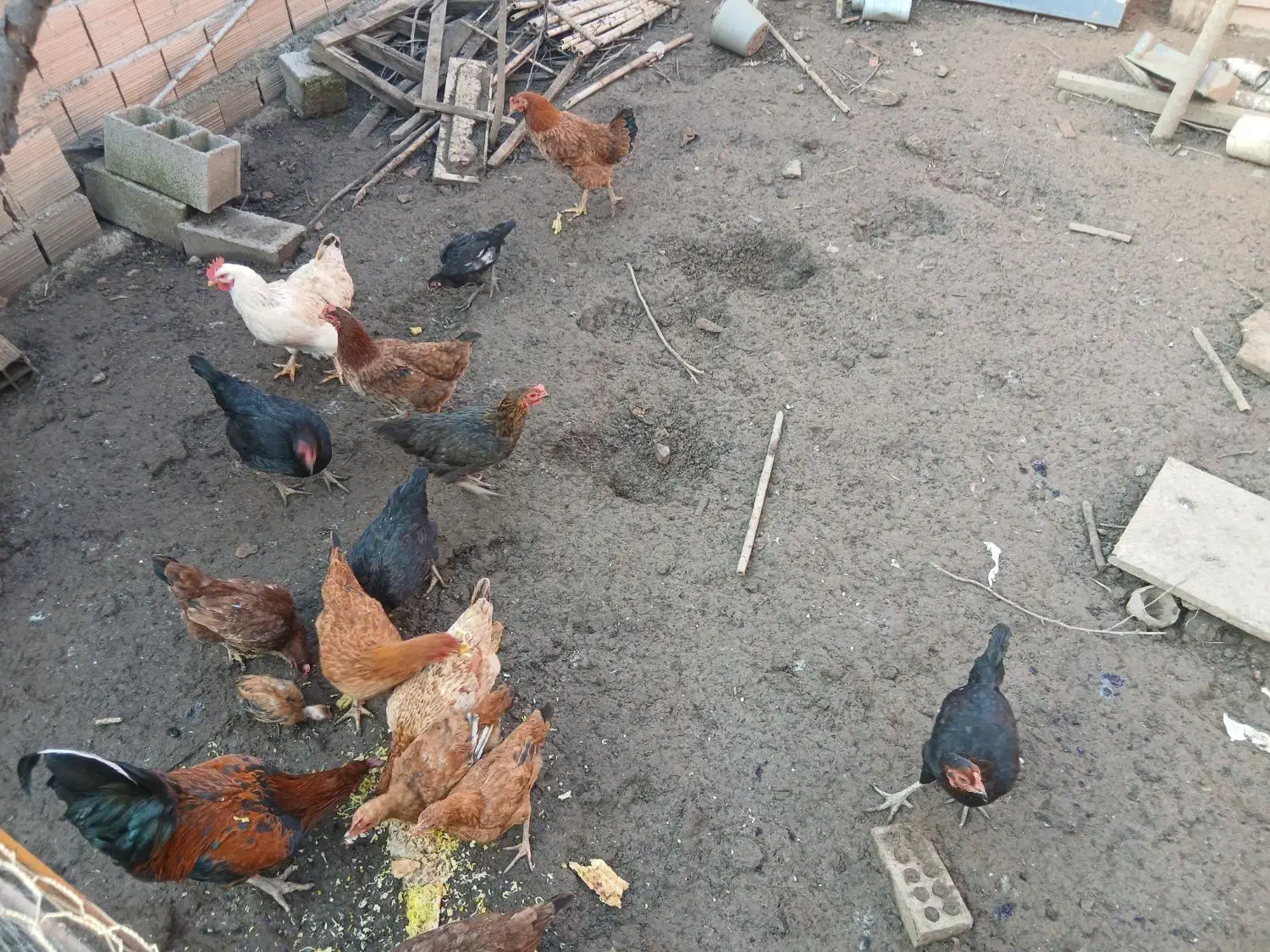 فروش مرغ محلی|حیوانات مزرعه|فاضل آباد, |دیوار