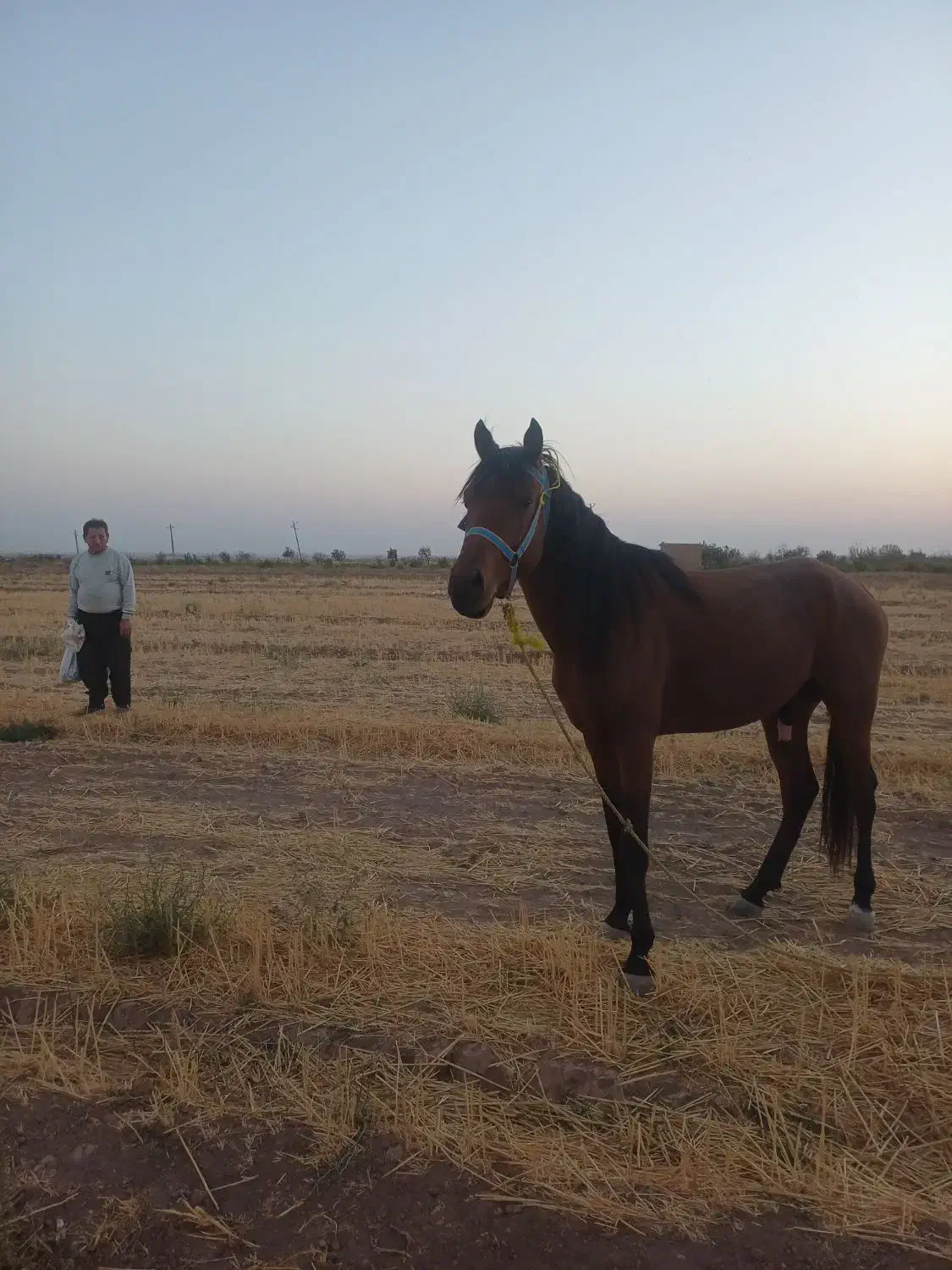 اسب|اسب و تجهیزات اسب‌سواری|قزوین, |دیوار