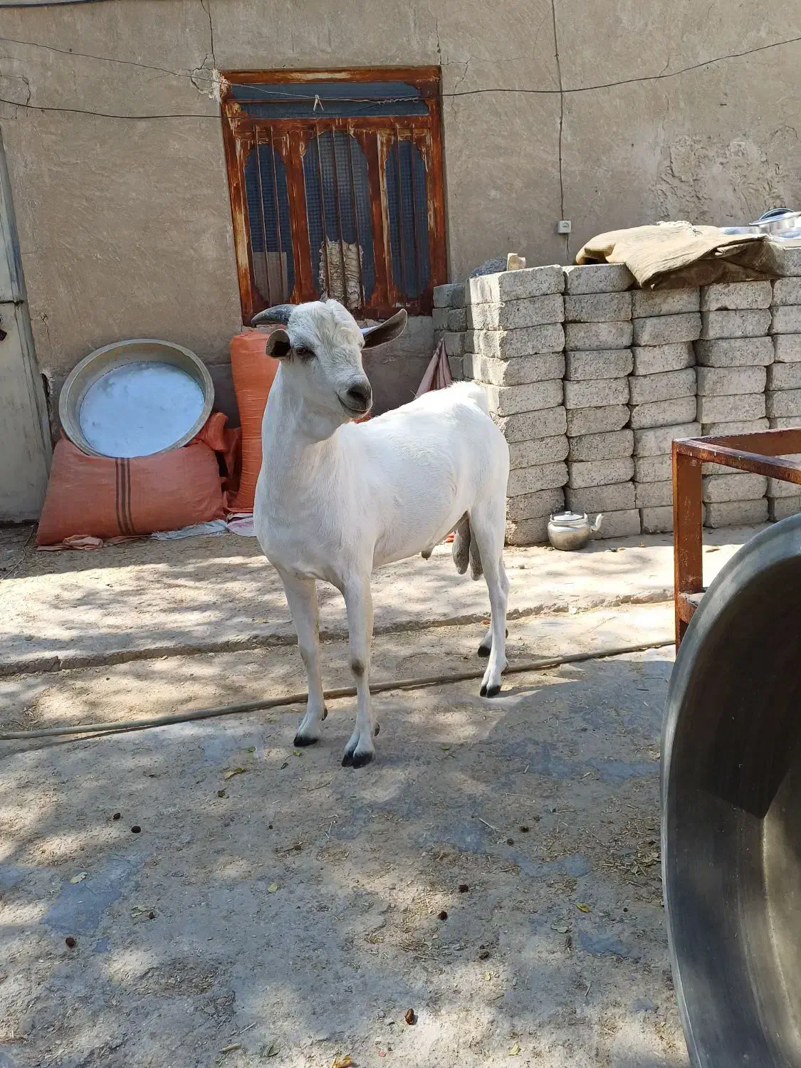 فروش نری صومال درجه یک|حیوانات مزرعه|کوخرد هرنگ, |دیوار