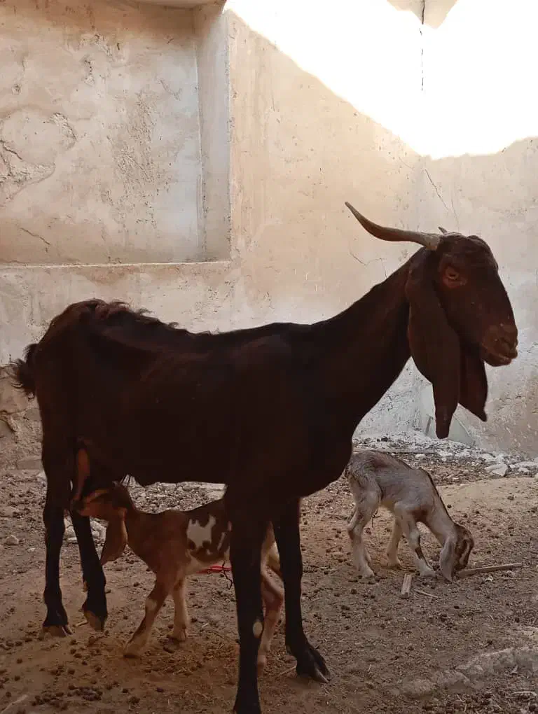 بز پاکستانی|حیوانات مزرعه|چغادک, |دیوار
