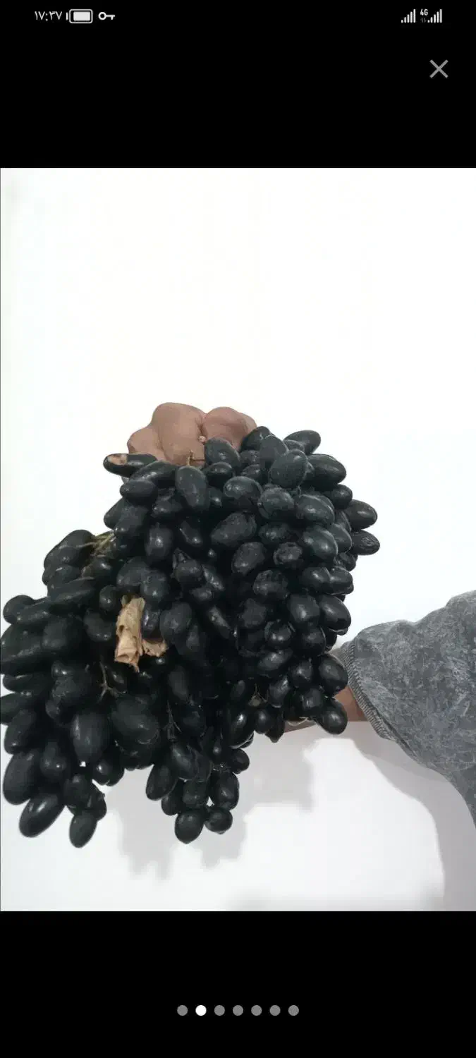 نهال و قلمه ی ارقام ایرانی و خارجی انگور|خدمات باغبانی و درختکاری|طاغنکوه, |دیوار