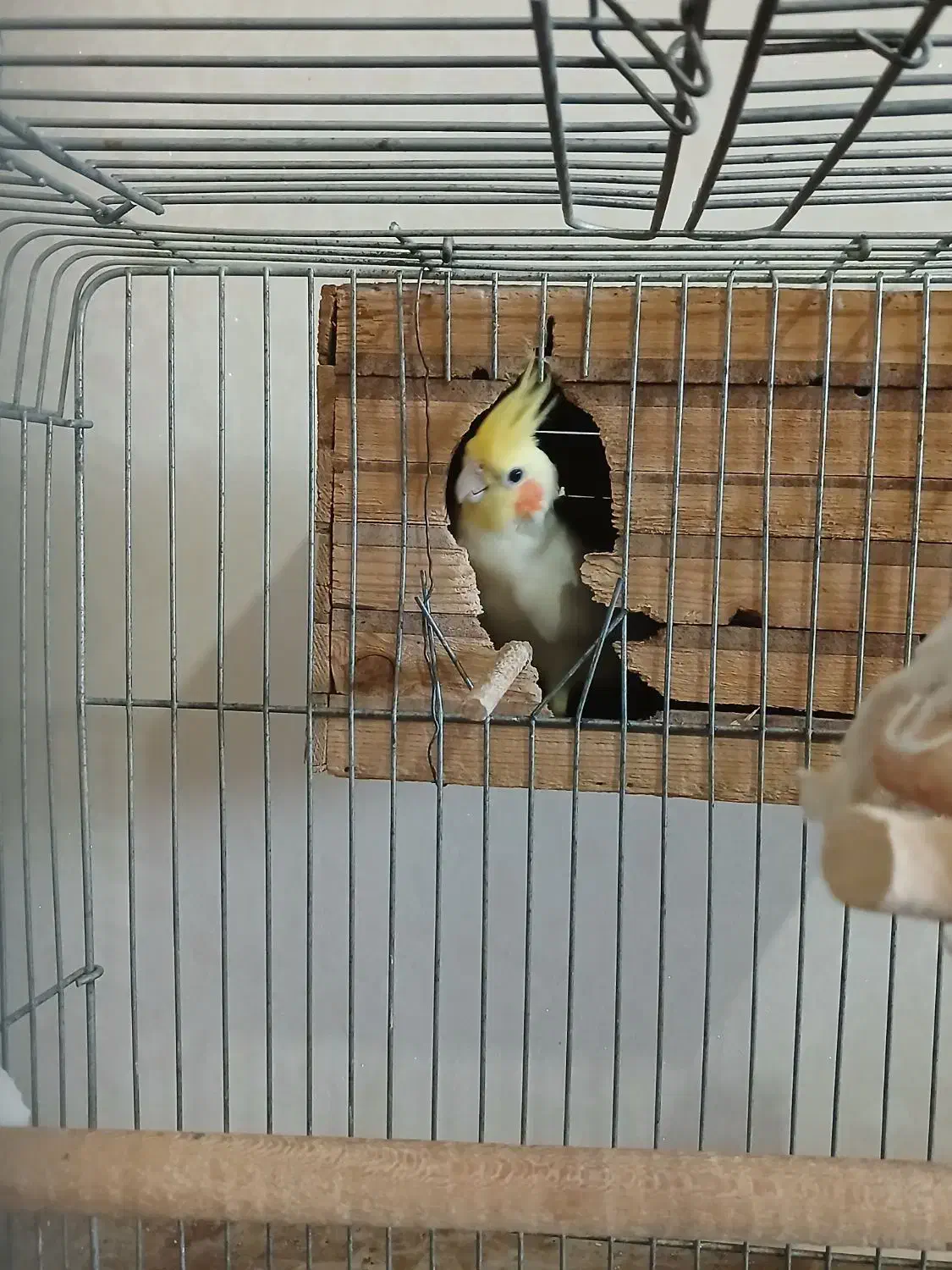 عروس هلندی نر مست مست بالغ|پرنده|ماهدشت, |دیوار