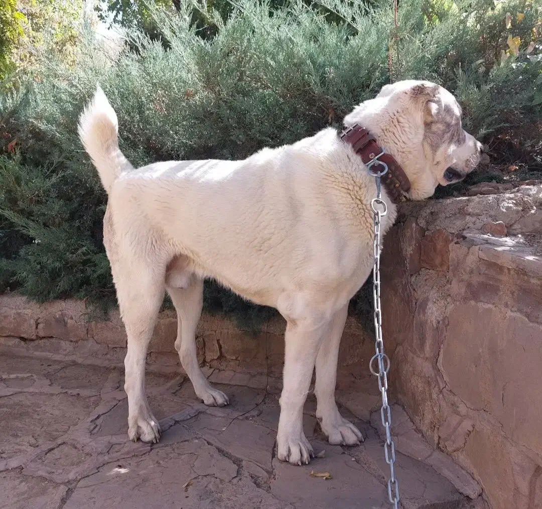 سگ آلابای|سگ|آبعلی, |دیوار