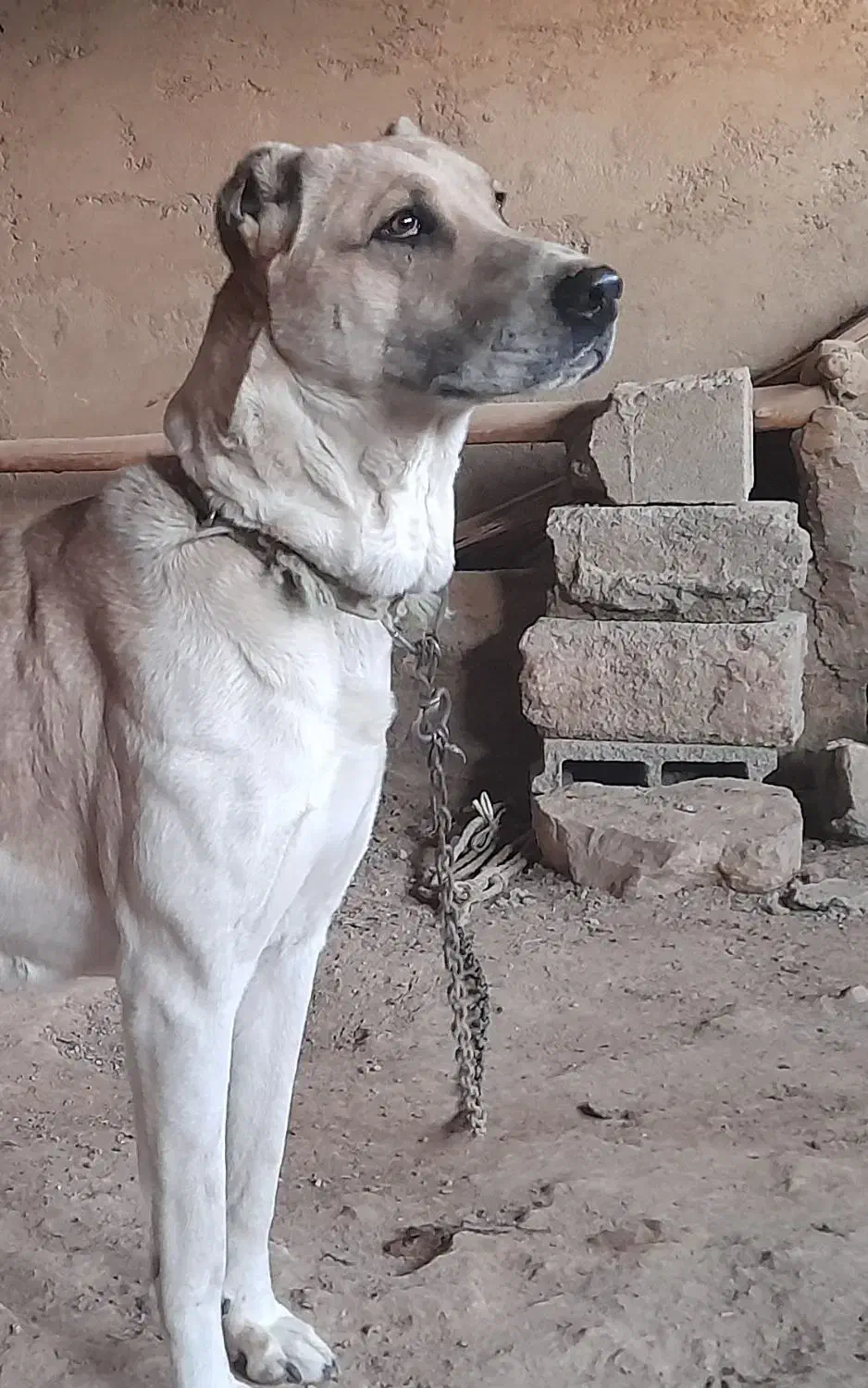 ماده سگ خراسانی|سگ|بجنورد, |دیوار