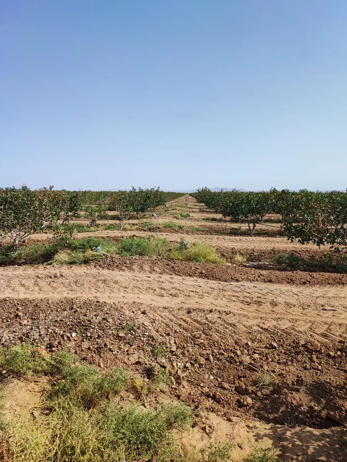 ۲حلقه چاه با ۱۳۵هکتار باغ پسته/فروش به علت مهاجرت/|فروش دفتر صنعتی، کشاورزی، تجاری|مشهد, امام رضا (ع)|دیوار