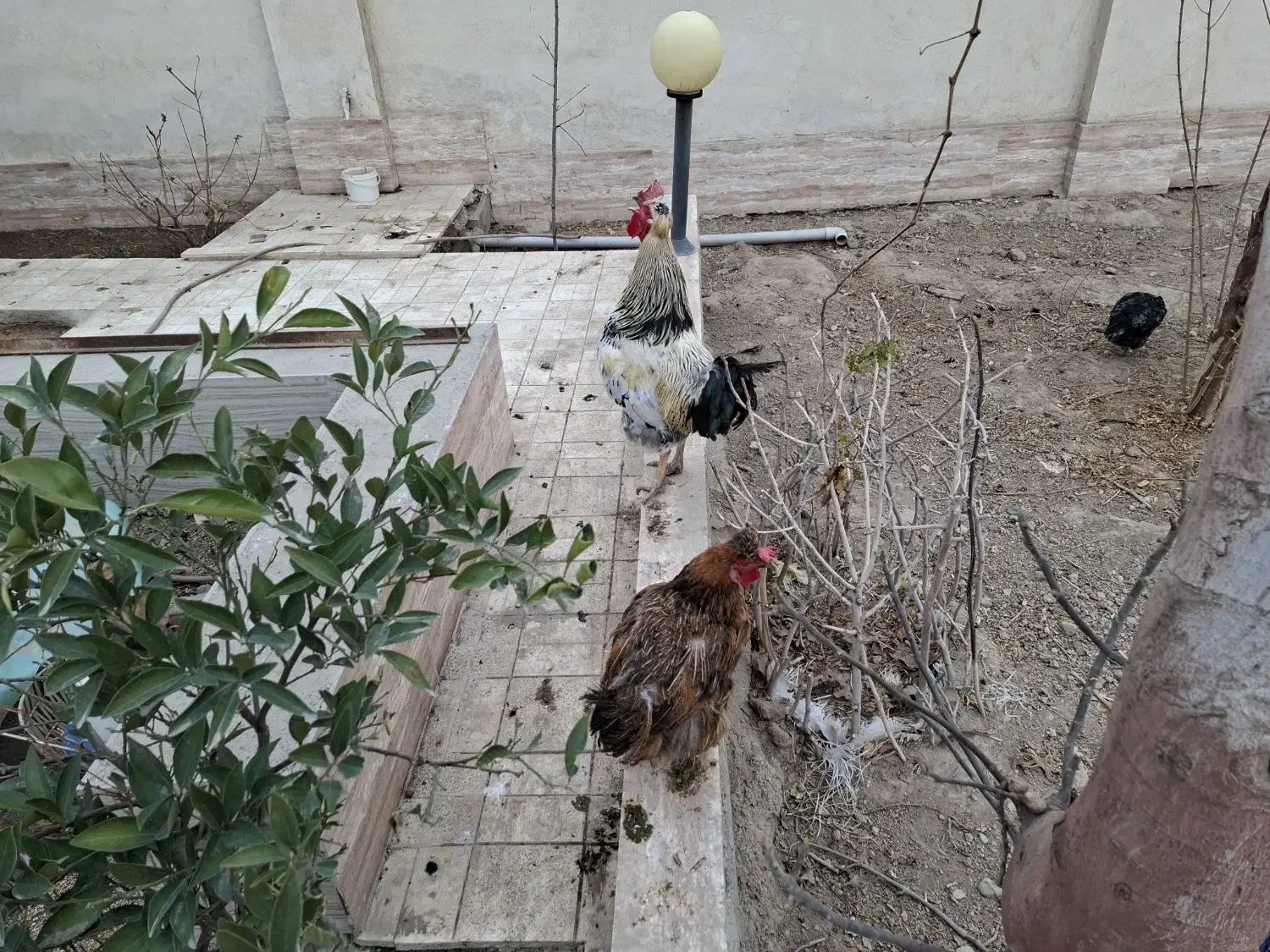 مرغ و خروس رسمی|حیوانات مزرعه|پاکدشت, پاکدشت (مامازند)|دیوار