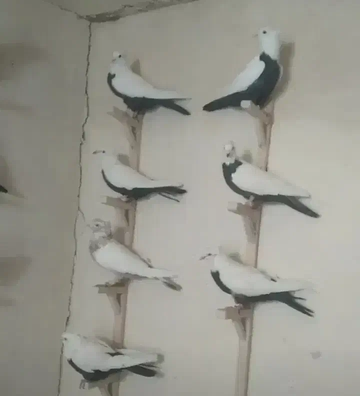 کفتر|پرنده|قزوین, |دیوار