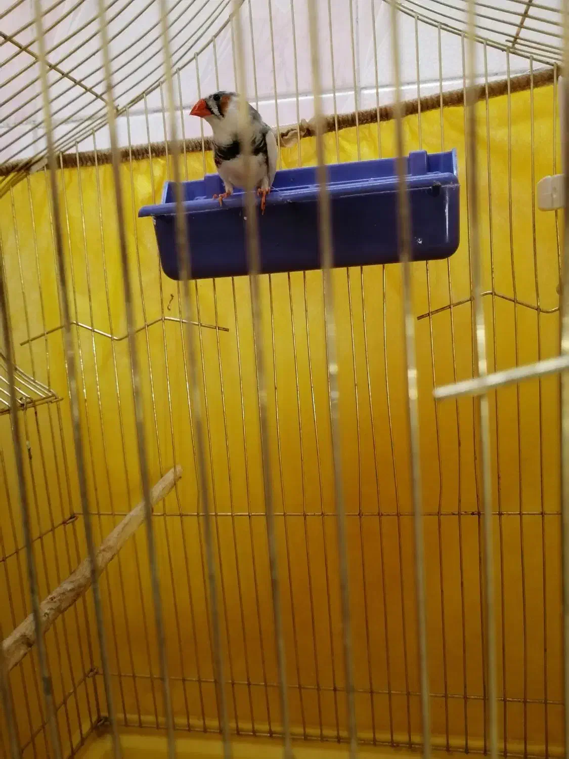 فنچ|پرنده|اصفهان, شهرک امام خمینی|دیوار