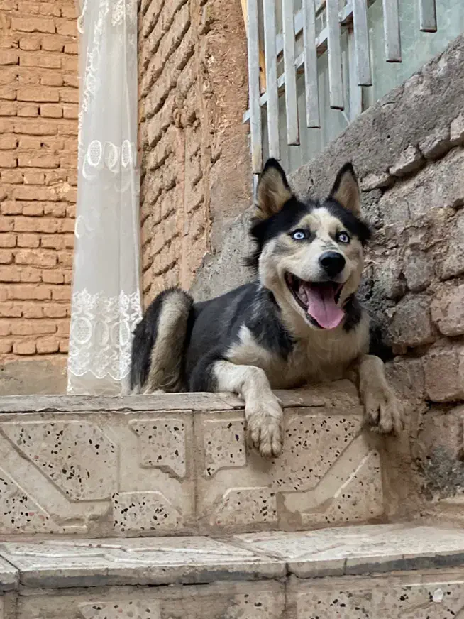 هاسکی ماده|سگ|تربت جام, پاسداران|دیوار