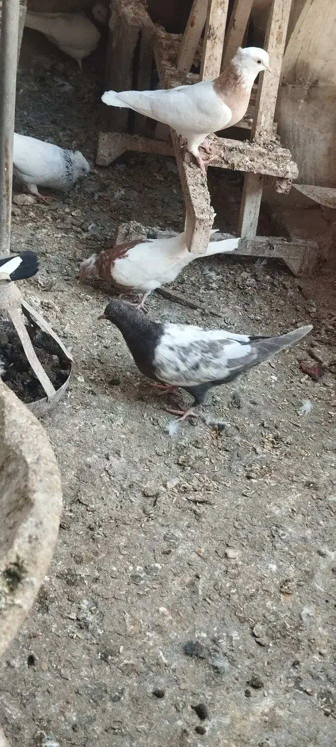 ۴ عدد کبوتر باهم برای نو بازی|پرنده|مشهد, شهید رضوی|دیوار