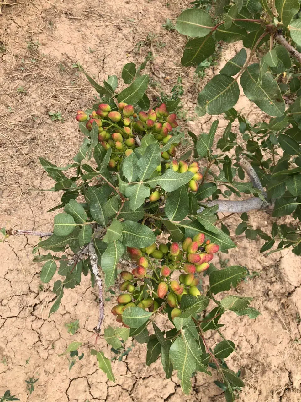 ۸۰۰۰مترباغ پسته|فروش دفتر صنعتی، کشاورزی، تجاری|قم, یزدان‌شهر|دیوار