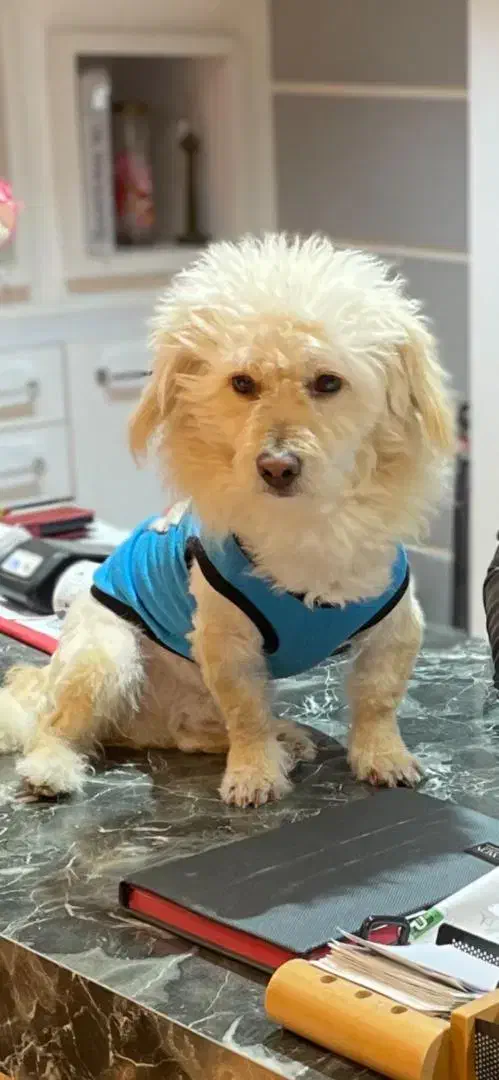 سگ پاکوتاه|سگ|خرمشهر, |دیوار