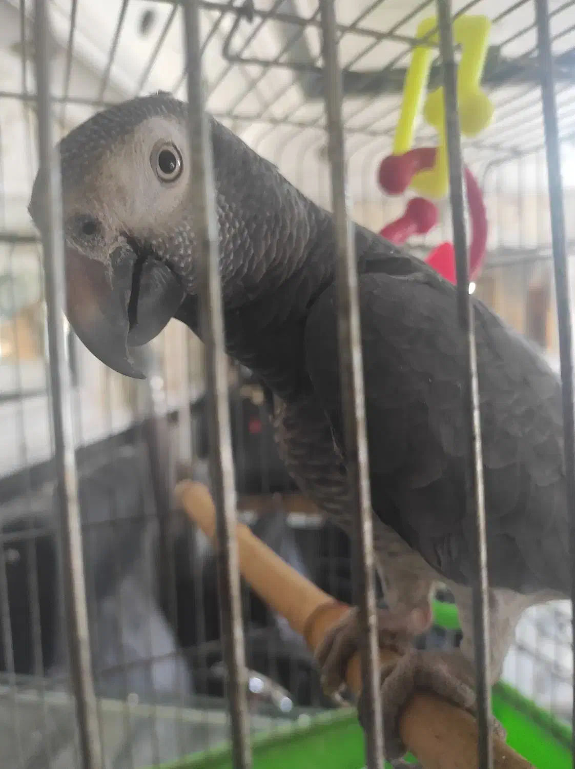 کاسکو شکلاتی نر وماده|پرنده|لاهیجان, رجایی|دیوار