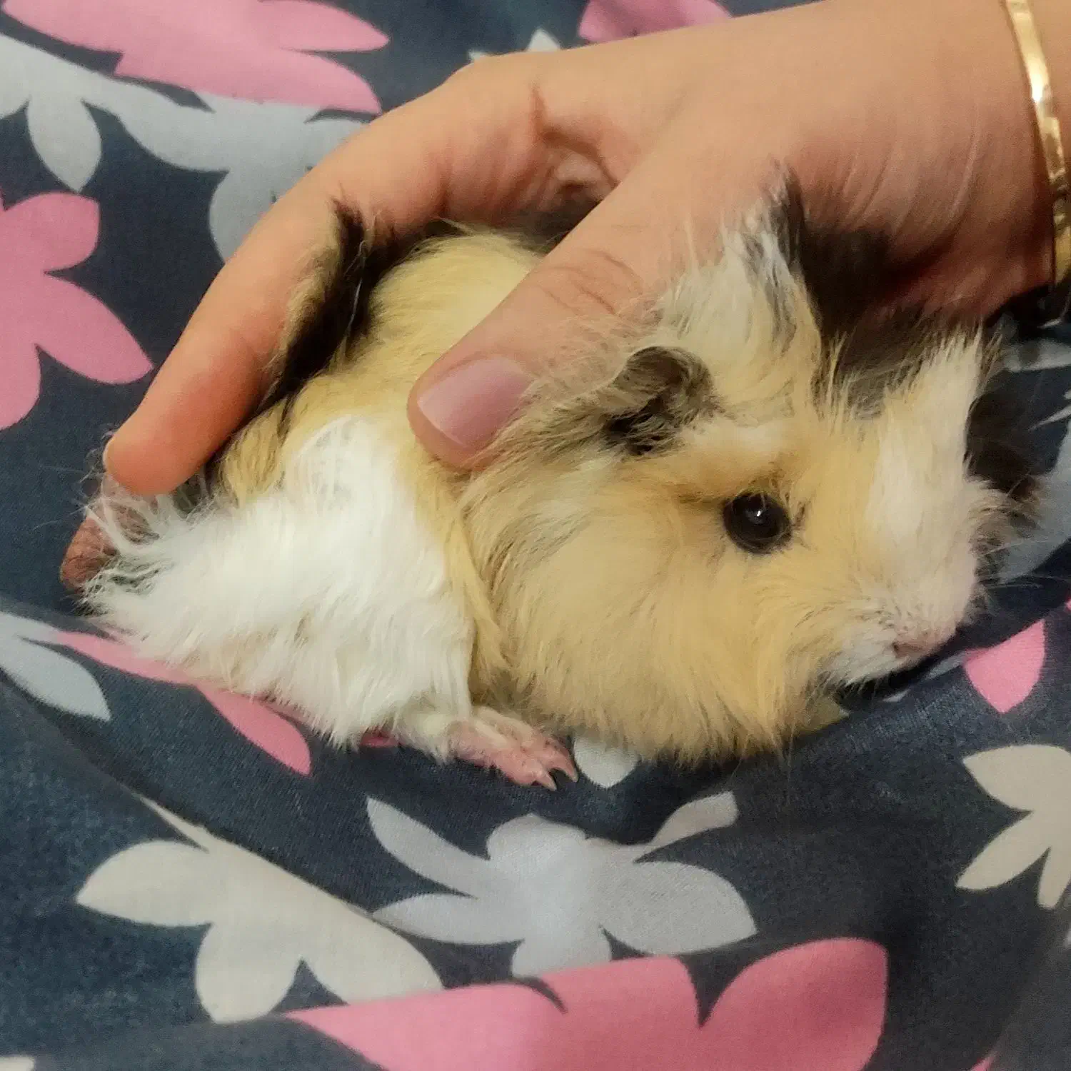 خوکچه|موش و خرگوش|شاهین دژ, |دیوار