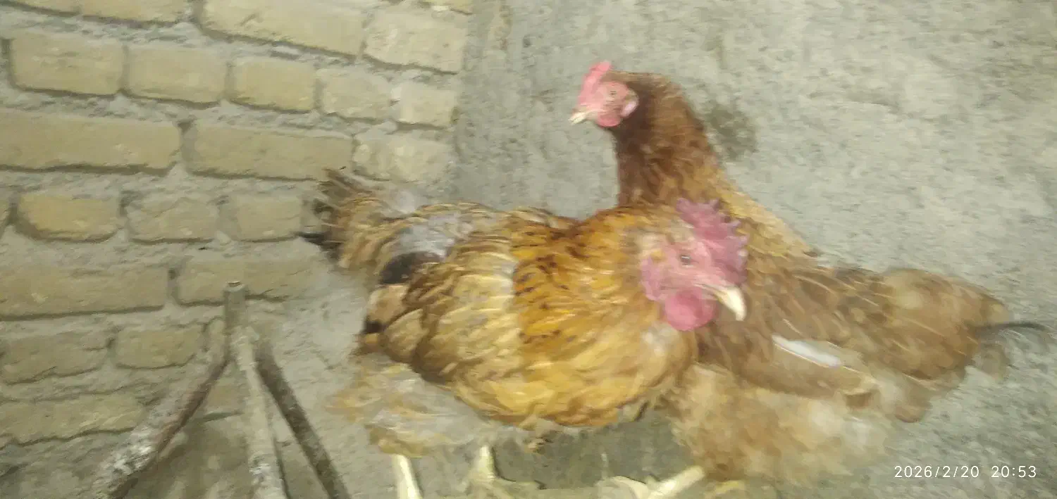 مرغ|حیوانات مزرعه|مرند, |دیوار