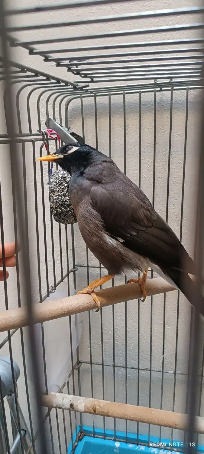 مینا سخنگو|پرنده|تهران, انبار نفت|دیوار