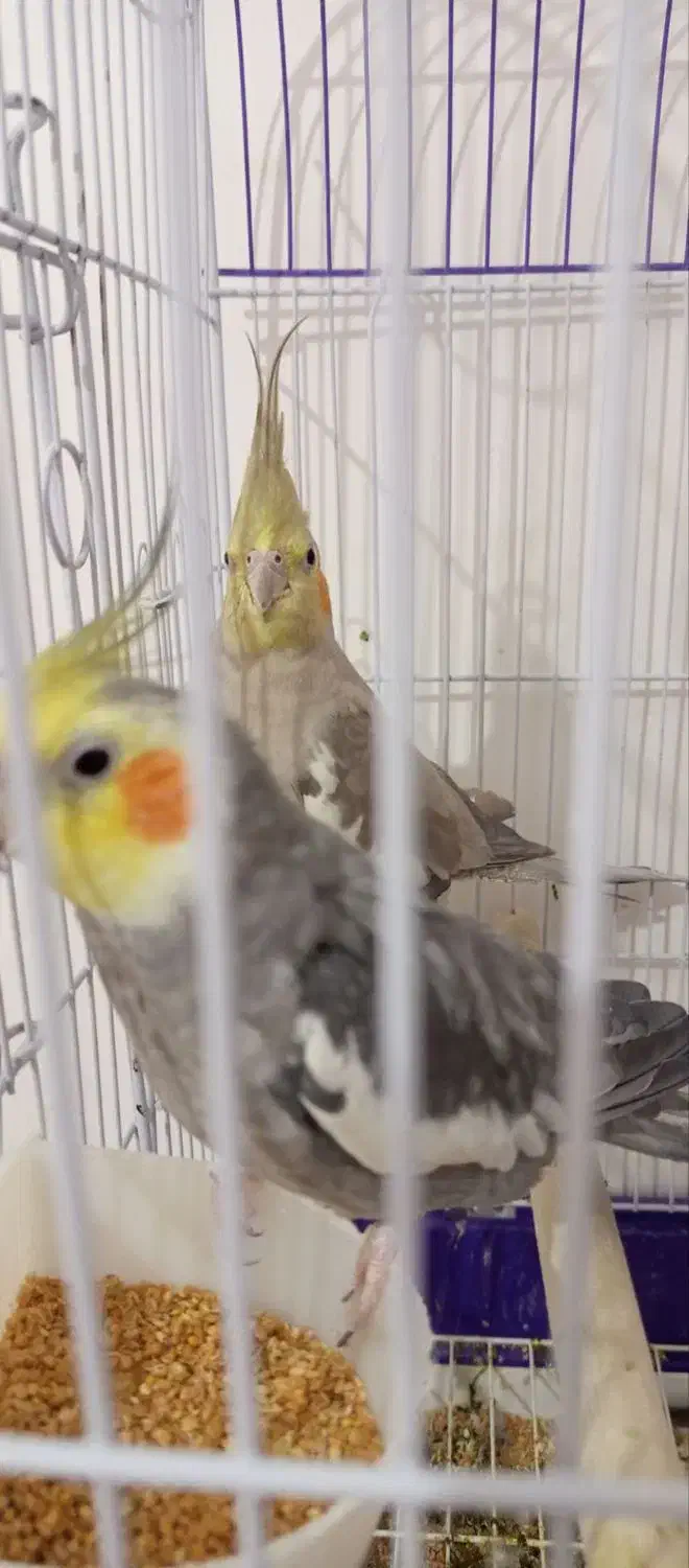 عروس هلندی|پرنده|قیدار, |دیوار