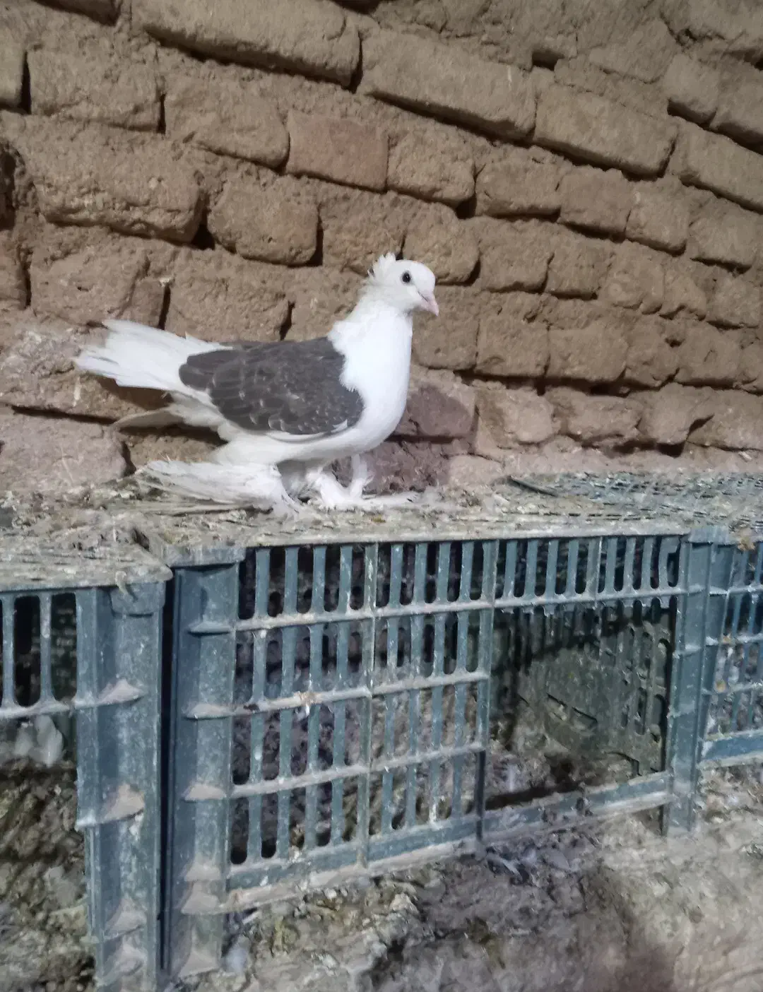 کبوتر‌دوکت‌ماده|پرنده|کبودرآهنگ, |دیوار