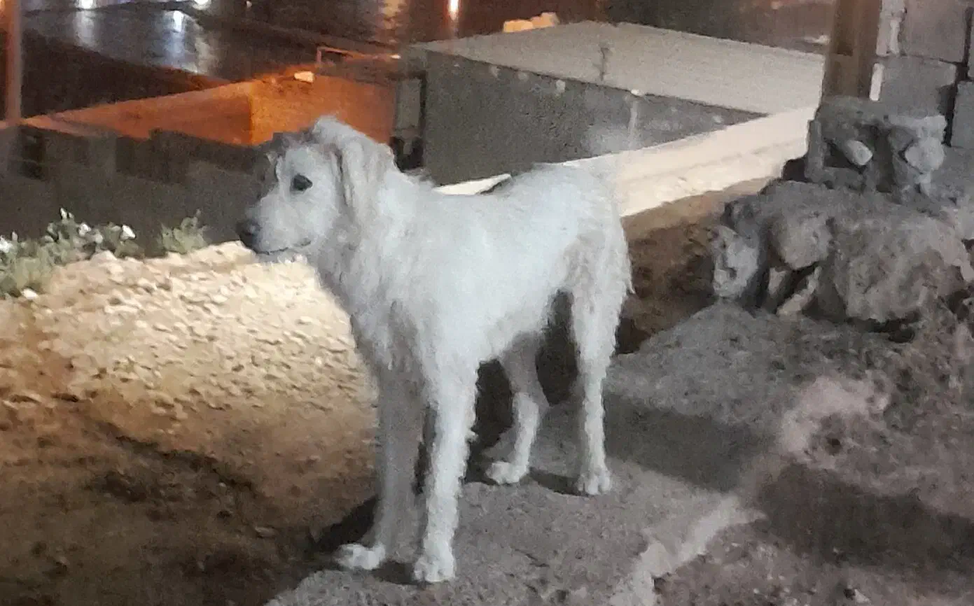 وا گذاری سگ ۲ سال خانه گی|سگ|ایلام, |دیوار