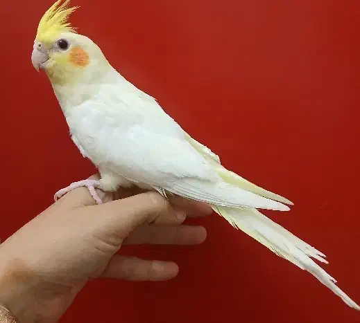 عروس هلندی نر بالغ مست آماده|پرنده|کاشان, لتحر|دیوار