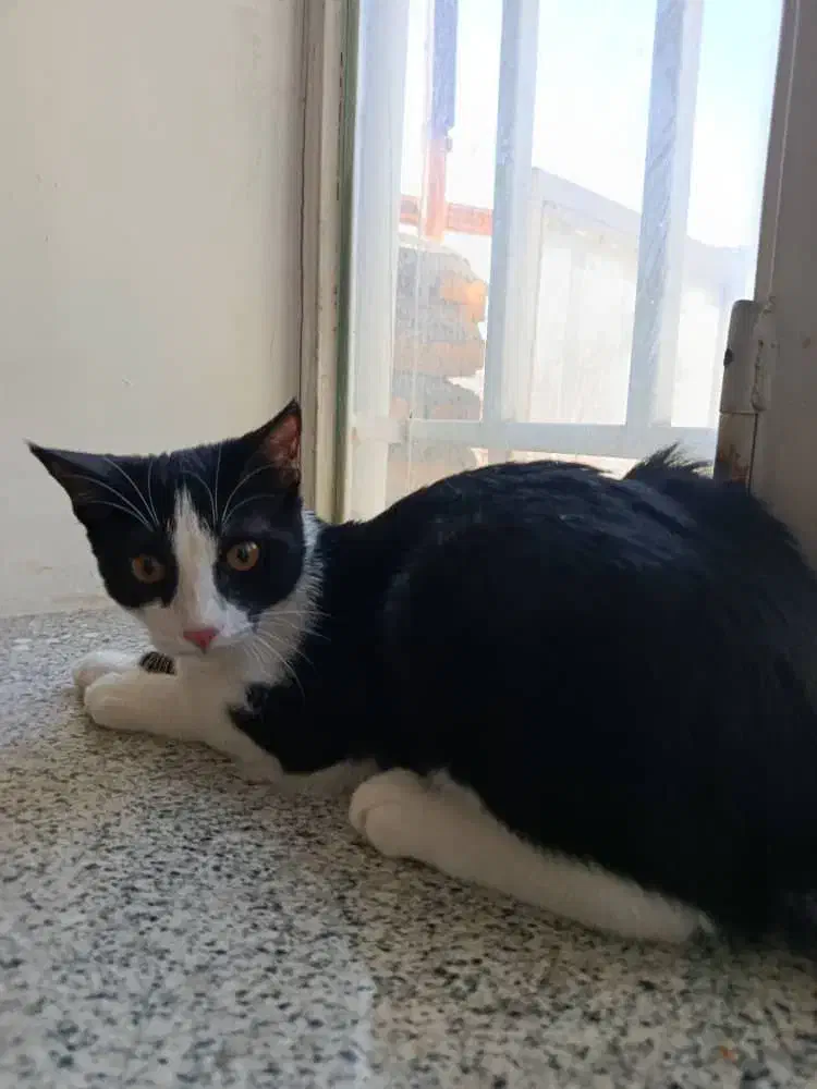 برای نگه داشتم واگذار میکنم|گربه|ارومیه, |دیوار