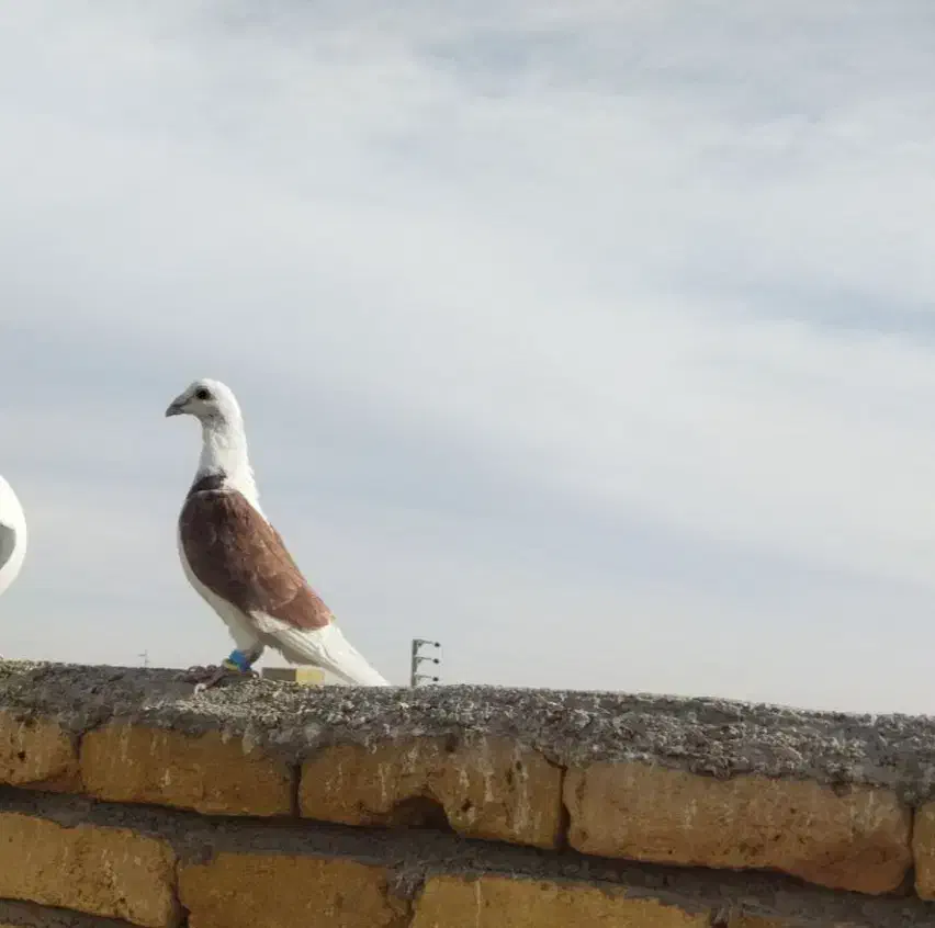 کویتی سرخ نر|پرنده|سلامی, |دیوار