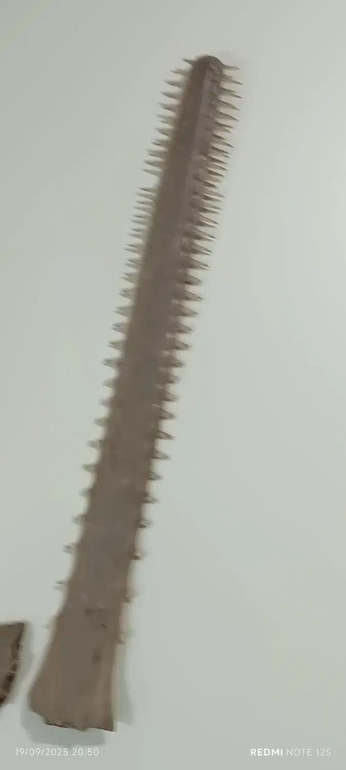 اره ماهی قدیمی|کلکسیون و سرگرمی|شهرکرد, |دیوار