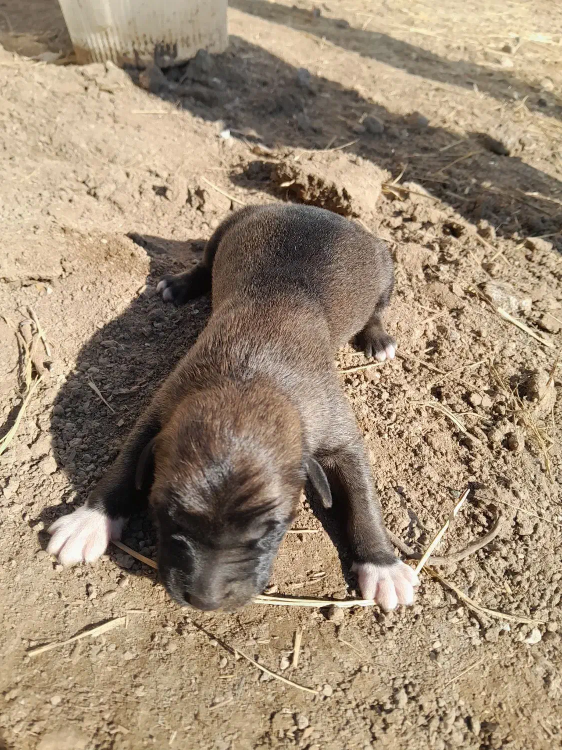 سگ ترکمن|سگ|گنبد کاووس, |دیوار