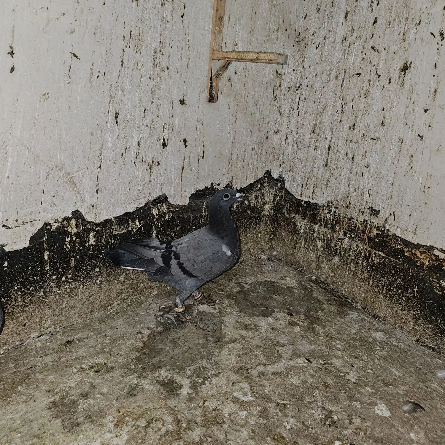 پرنده (کفتر)|پرنده|مشهد, نیزه|دیوار