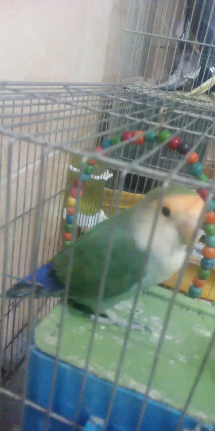 کوتوله|پرنده|اصفهان, فردوان|دیوار