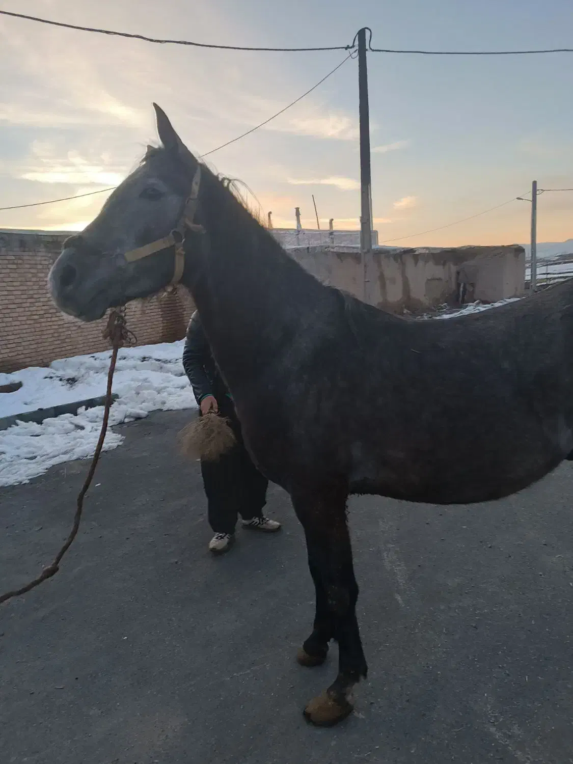 اسب|اسب و تجهیزات اسب‌سواری|سنندج, |دیوار