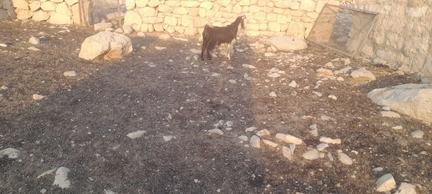 بزهل هم داشت هم کشت|حیوانات مزرعه|لالی, |دیوار