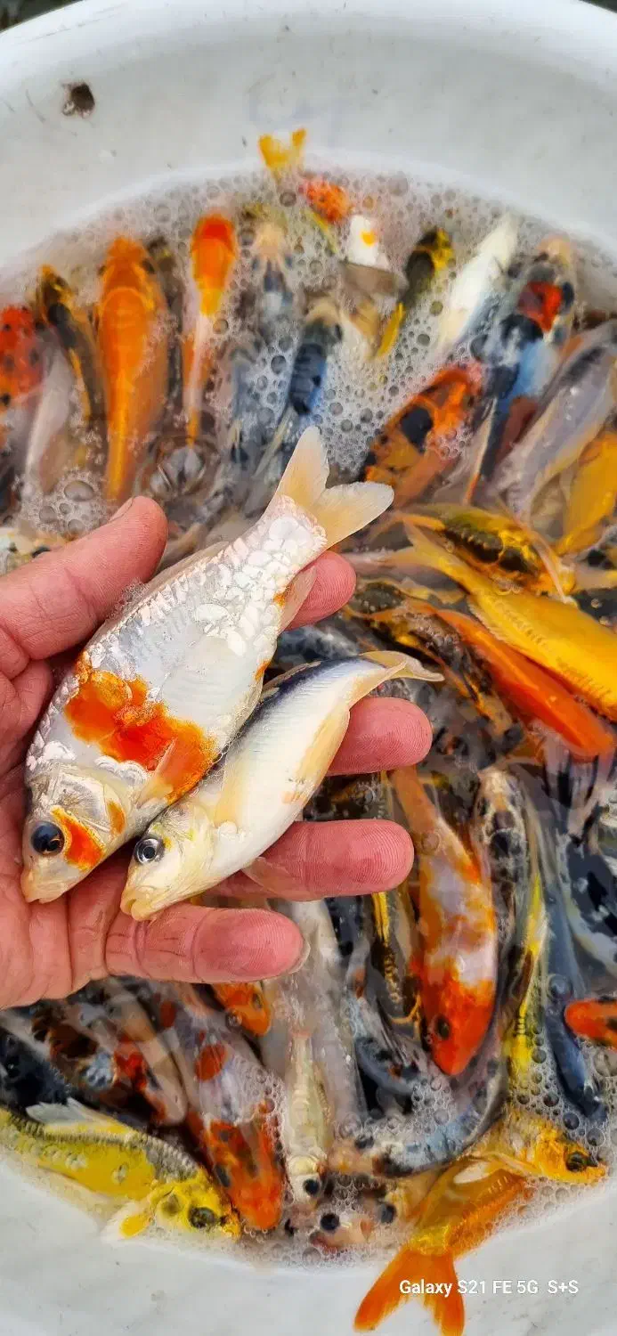 ماهی کوی|ماهی|سنگر, |دیوار