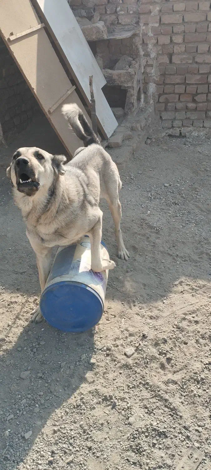 سگ پژدر سرابی|سگ|باقرشهر, |دیوار