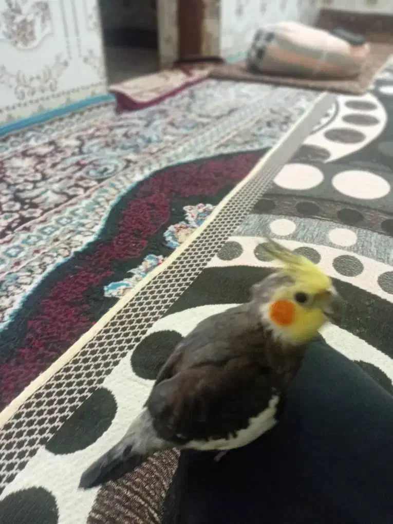 پرنده عروس هلندی  ومیخوام وسالم تمیز|پرنده|کارون, |دیوار