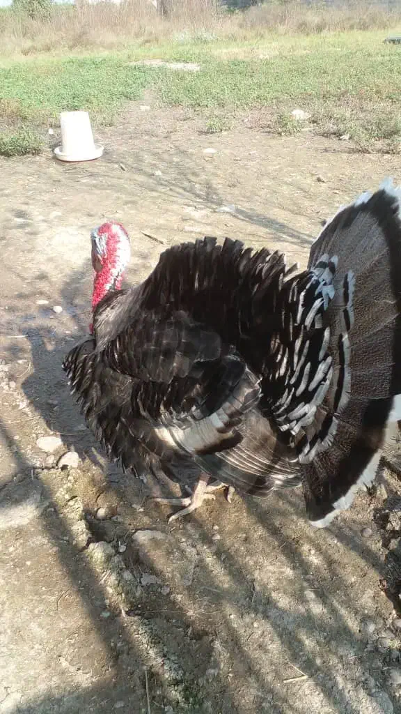 یه جفت بقلمون سالم وسرحال|حیوانات مزرعه|سنگر, |دیوار