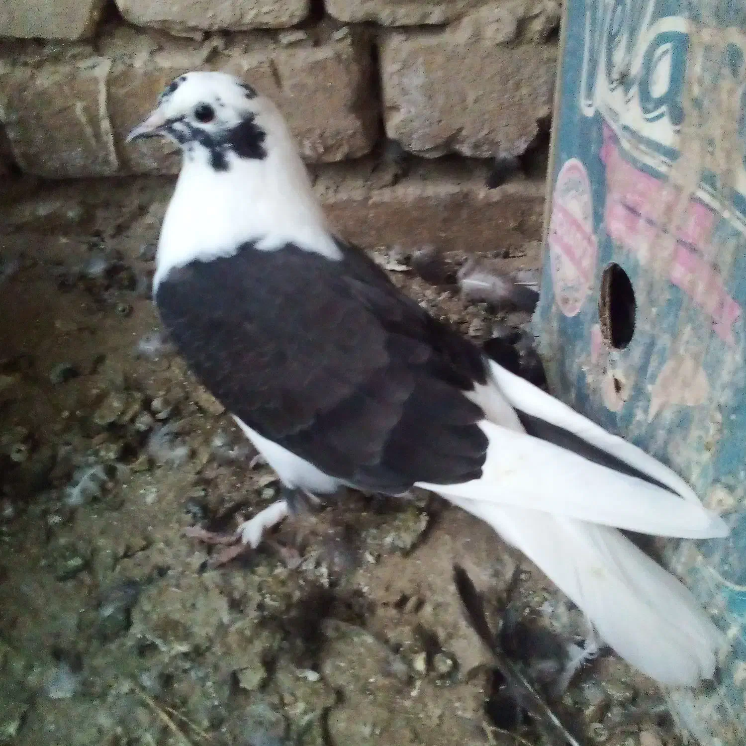 ملفق اصفهانی۳ عدد|پرنده|فلاورجان, |دیوار