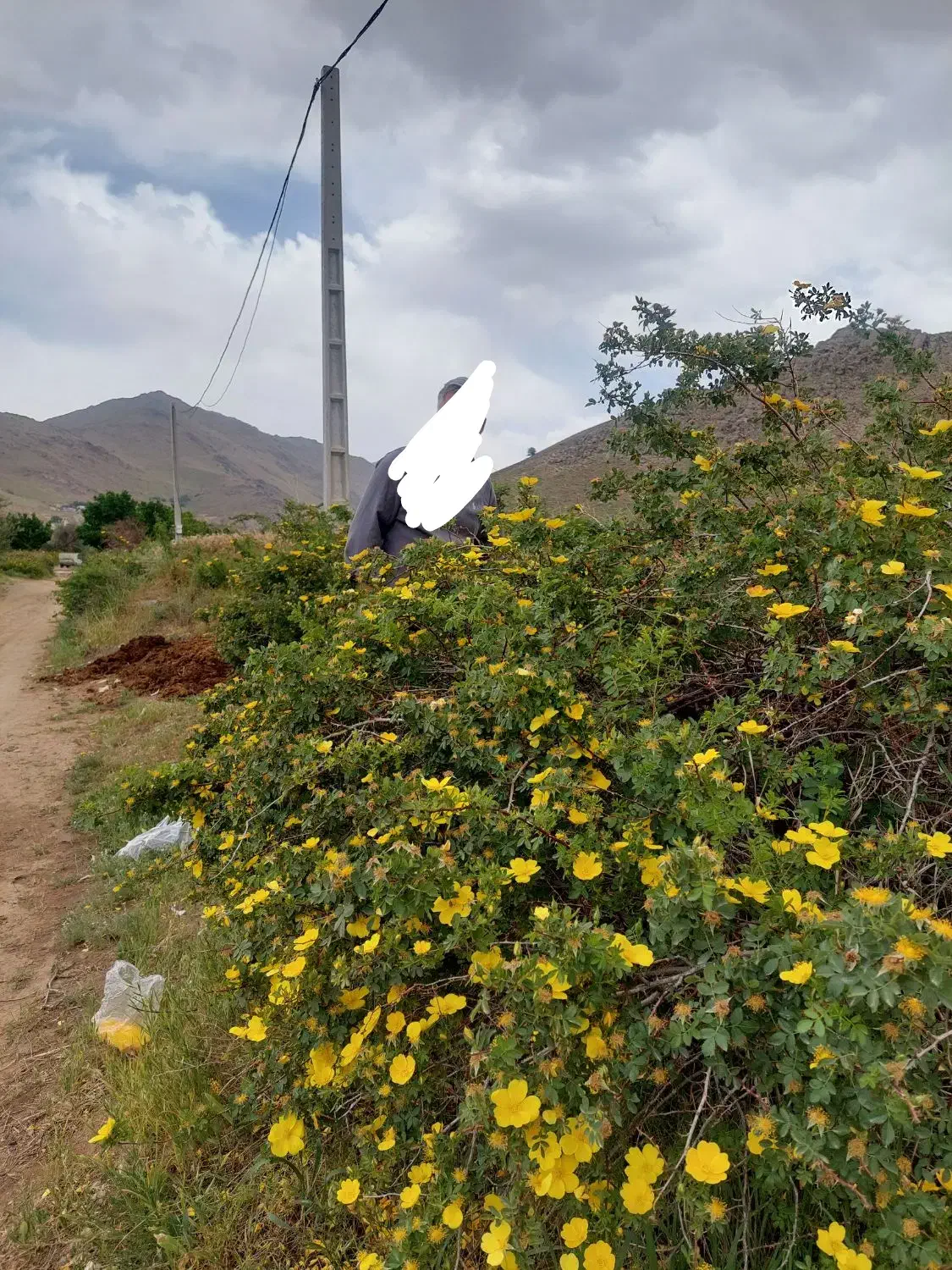 زمین باغ انگور|فروش دفتر صنعتی، کشاورزی، تجاری|بهار, |دیوار