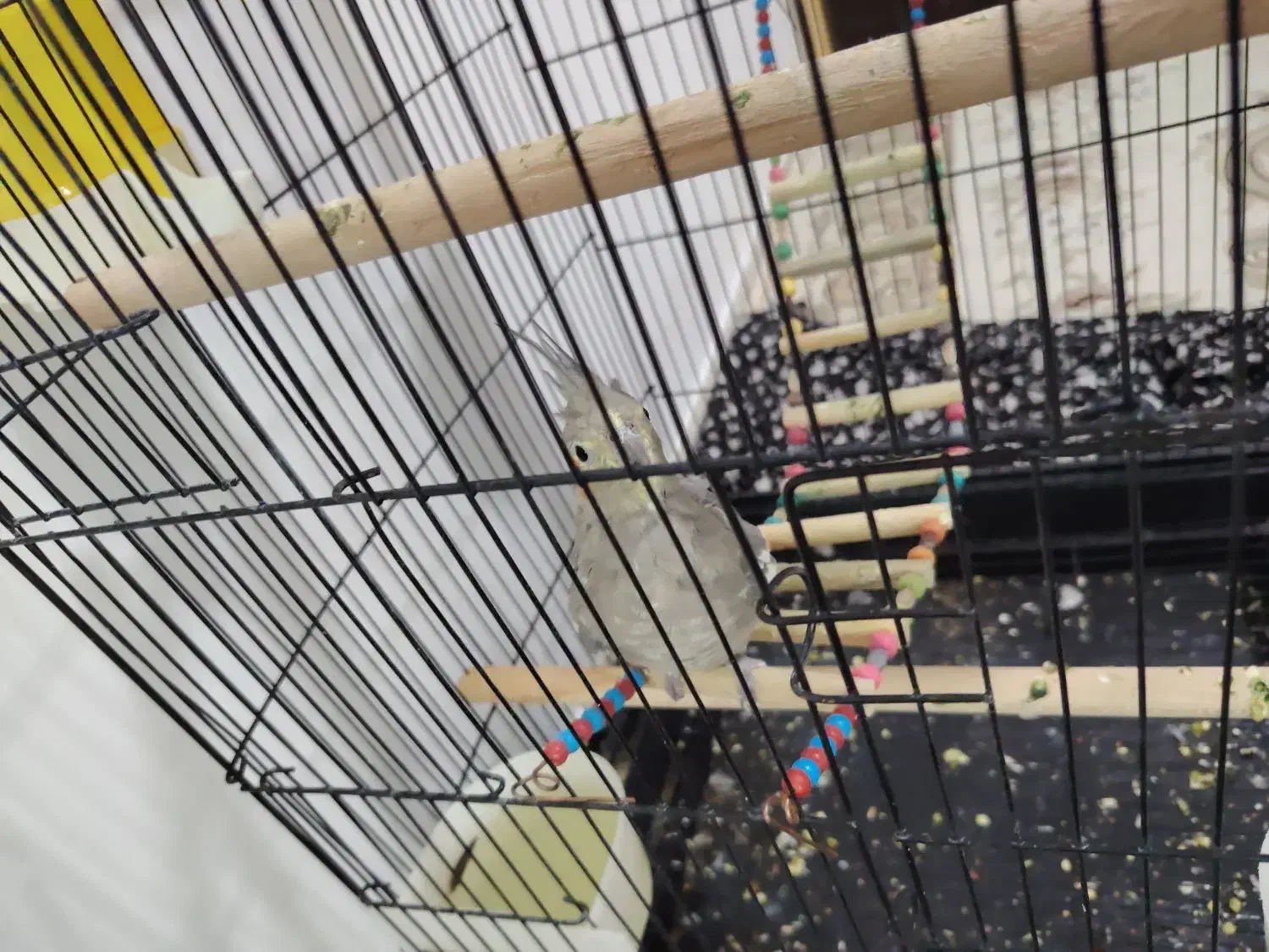 یک جفت عروس هلندی زیبا|پرنده|سنقر, |دیوار