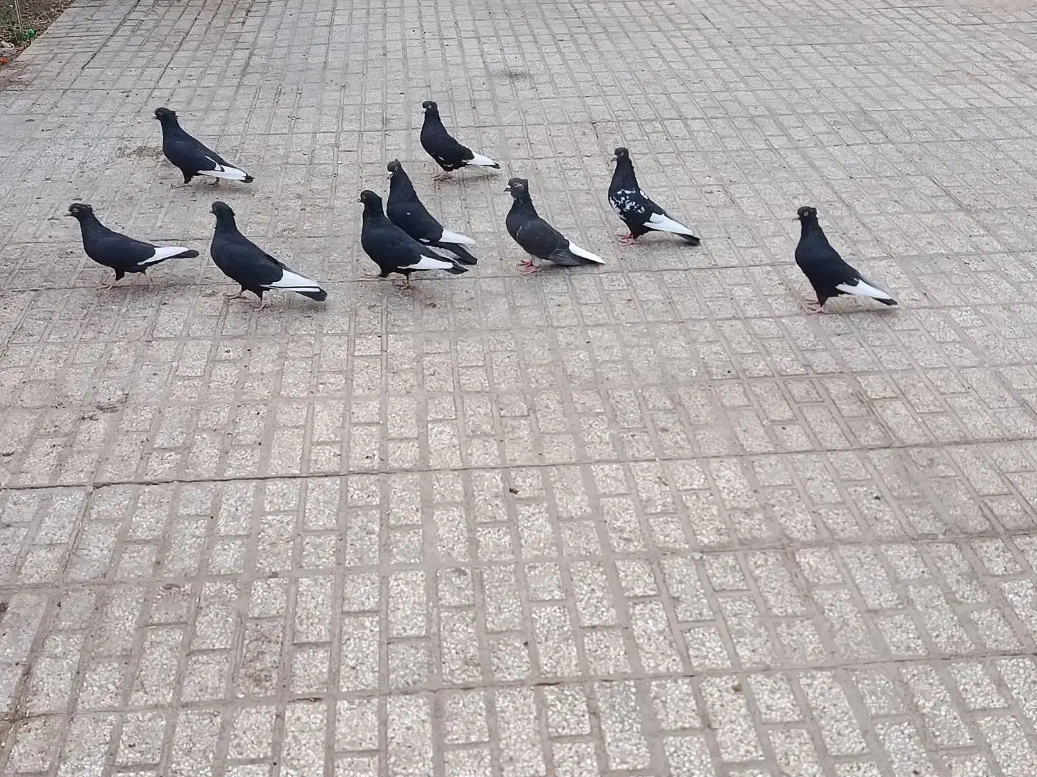 کفتر سینه سیاه کبوتر|پرنده|رشتخوار, |دیوار