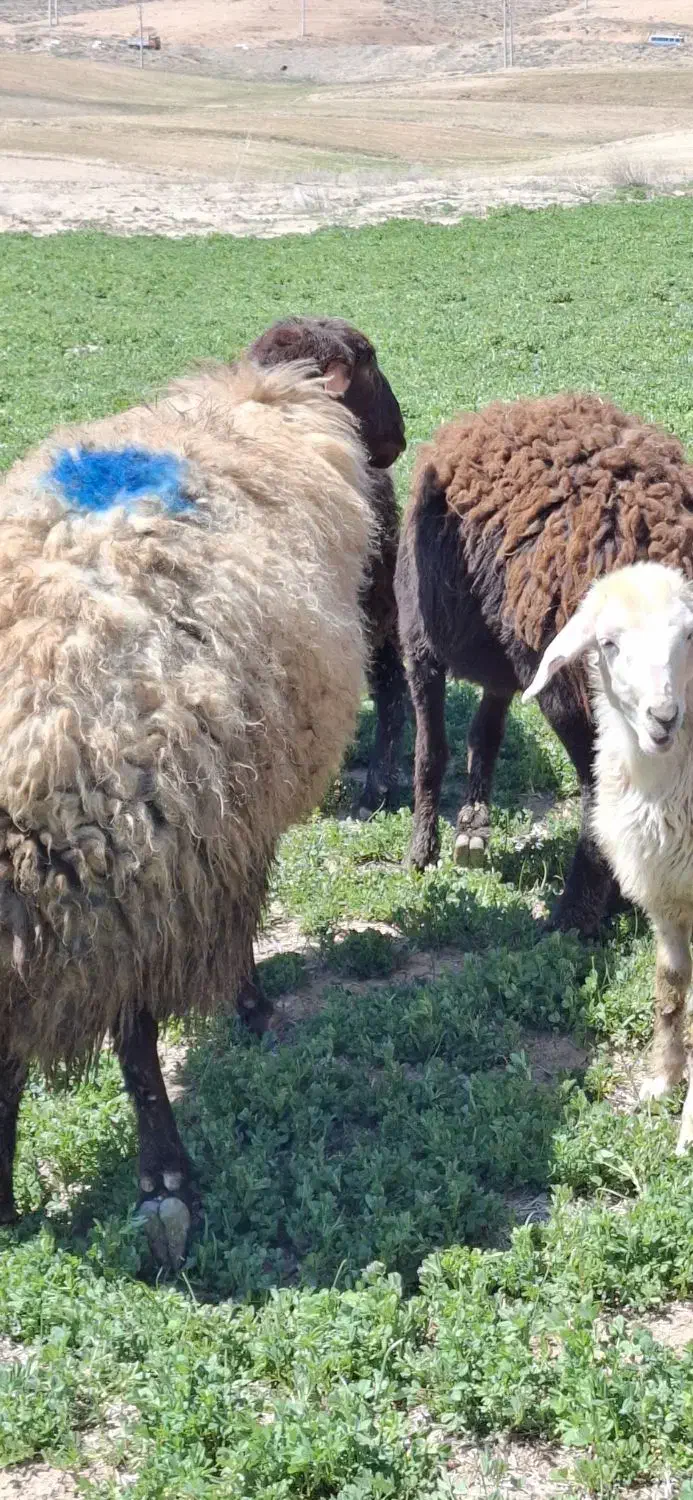 قوچ|حیوانات مزرعه|چادگان, |دیوار