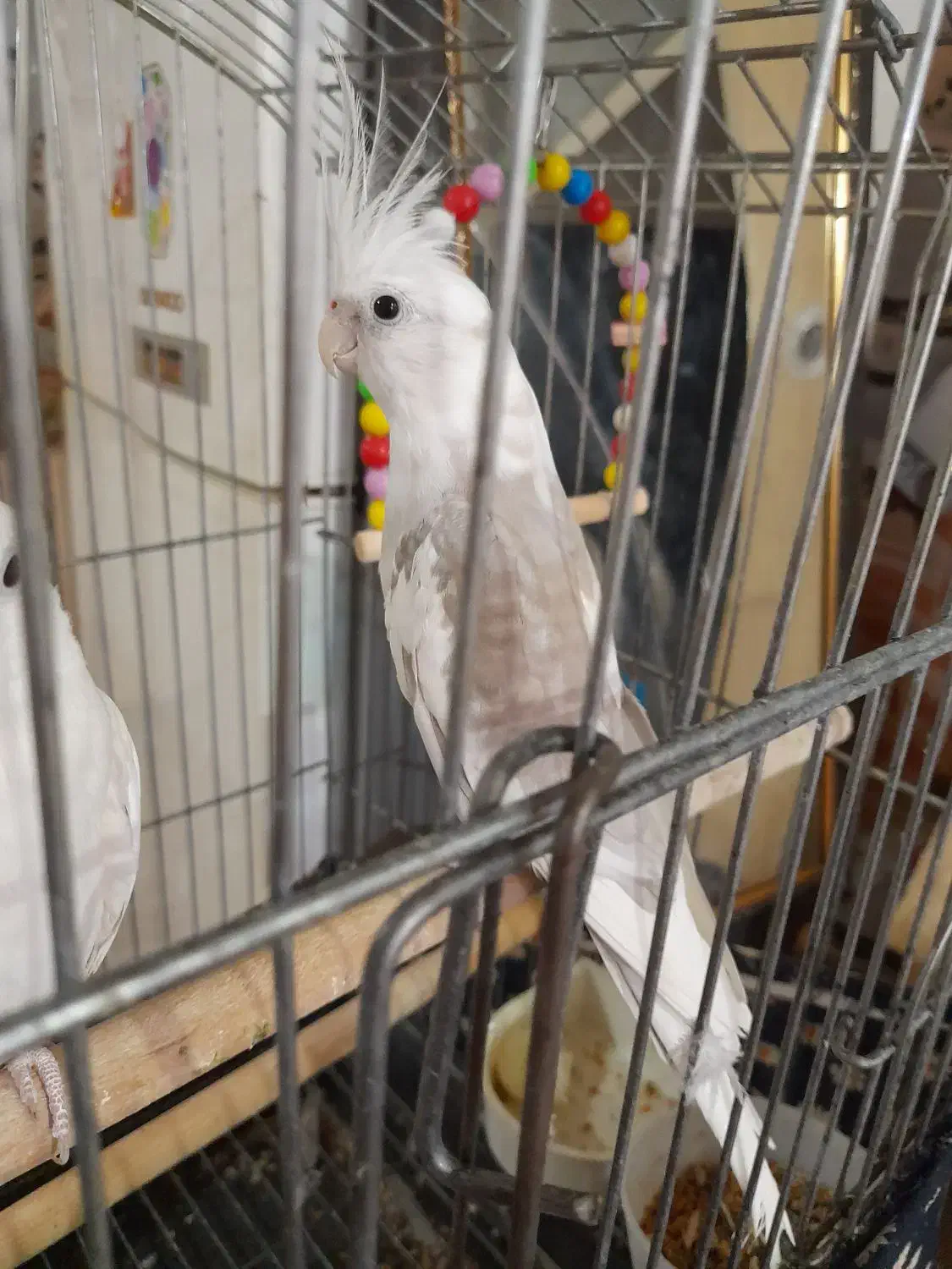 عروس پاریس زینتی حمیدیه|پرنده|حمیدیه, |دیوار