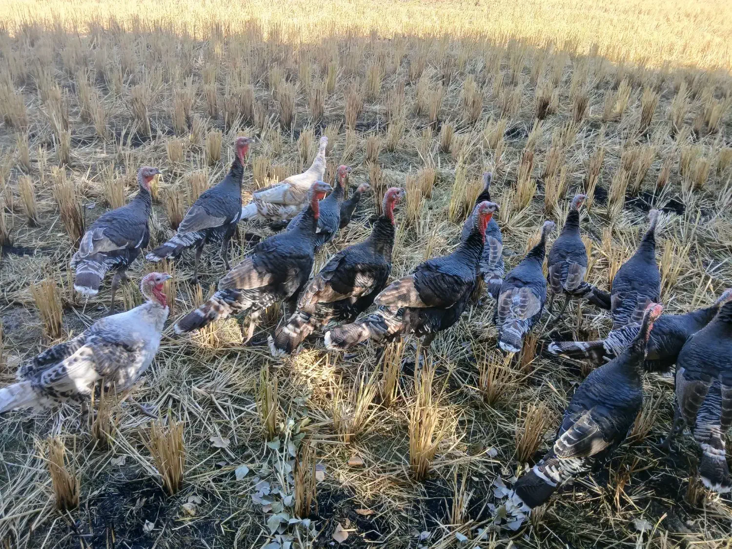 بوقلمون محلی|حیوانات مزرعه|صحنه, |دیوار