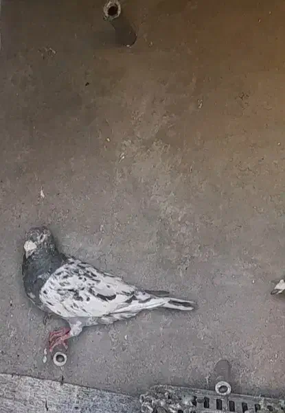 سار هفرنگ|پرنده|نیشابور, خط کاشمر|دیوار