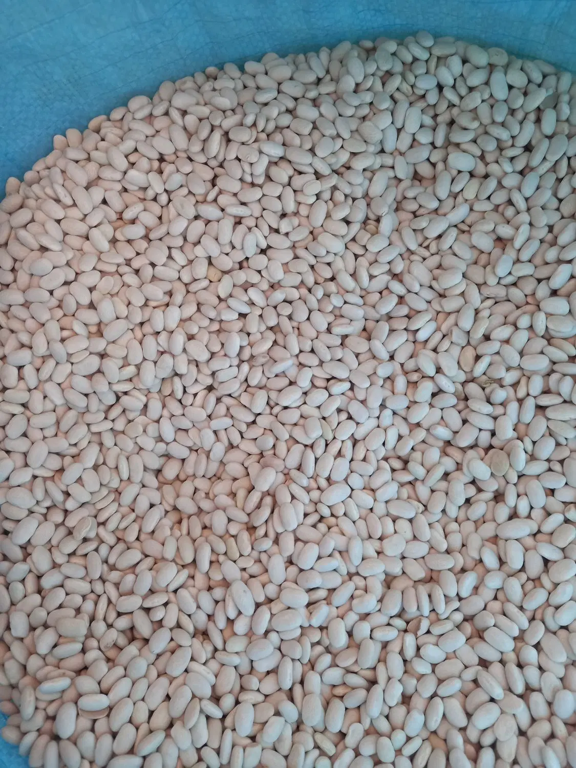 لوبیا|خوردنی و آشامیدنی|تیران, |دیوار