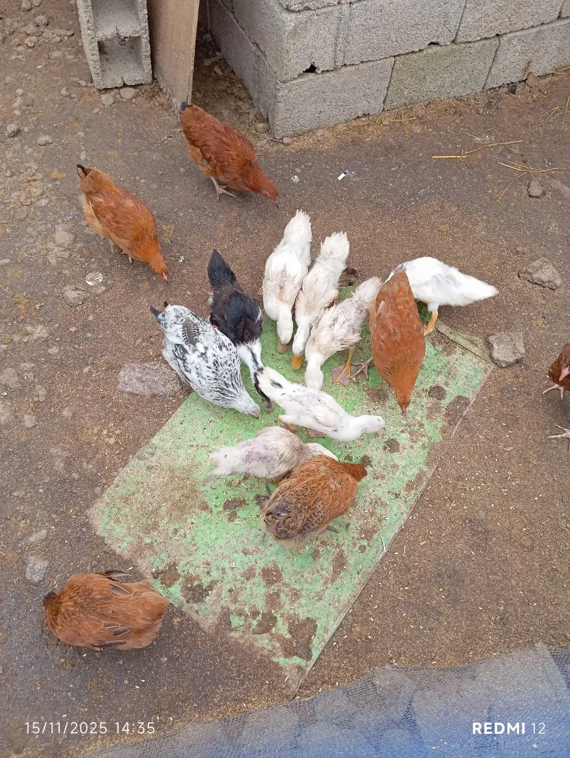 نیمچه گلپایگانی کاکلی و نیمچه اردک پکنی|حیوانات مزرعه|ماکلوان, |دیوار