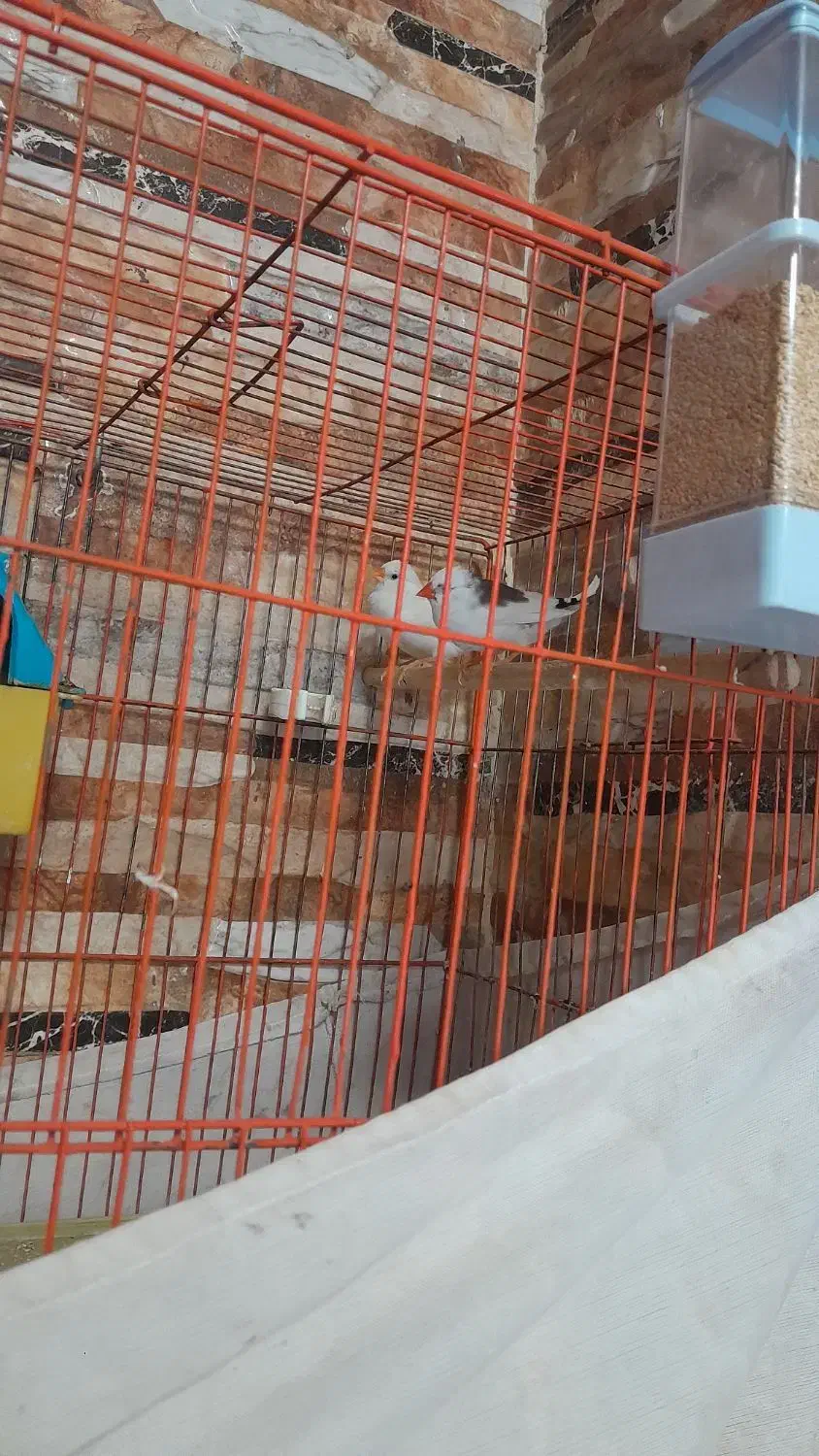 یک جفت فنچ خوشگل و سالم|پرنده|پاکدشت, پاکدشت (مامازند)|دیوار